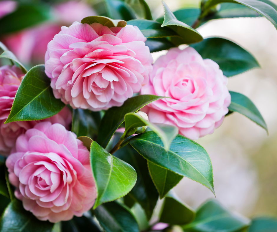 Camellias