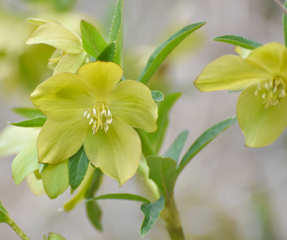 Hellebores (Christmas Roses)