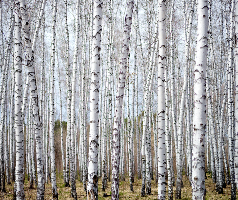 birch branches