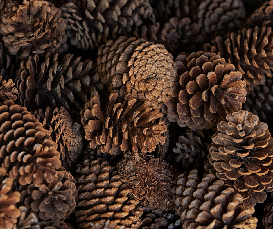 pine cones