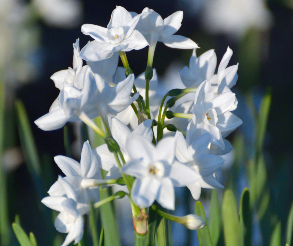 Paperwhites (Narcissus)