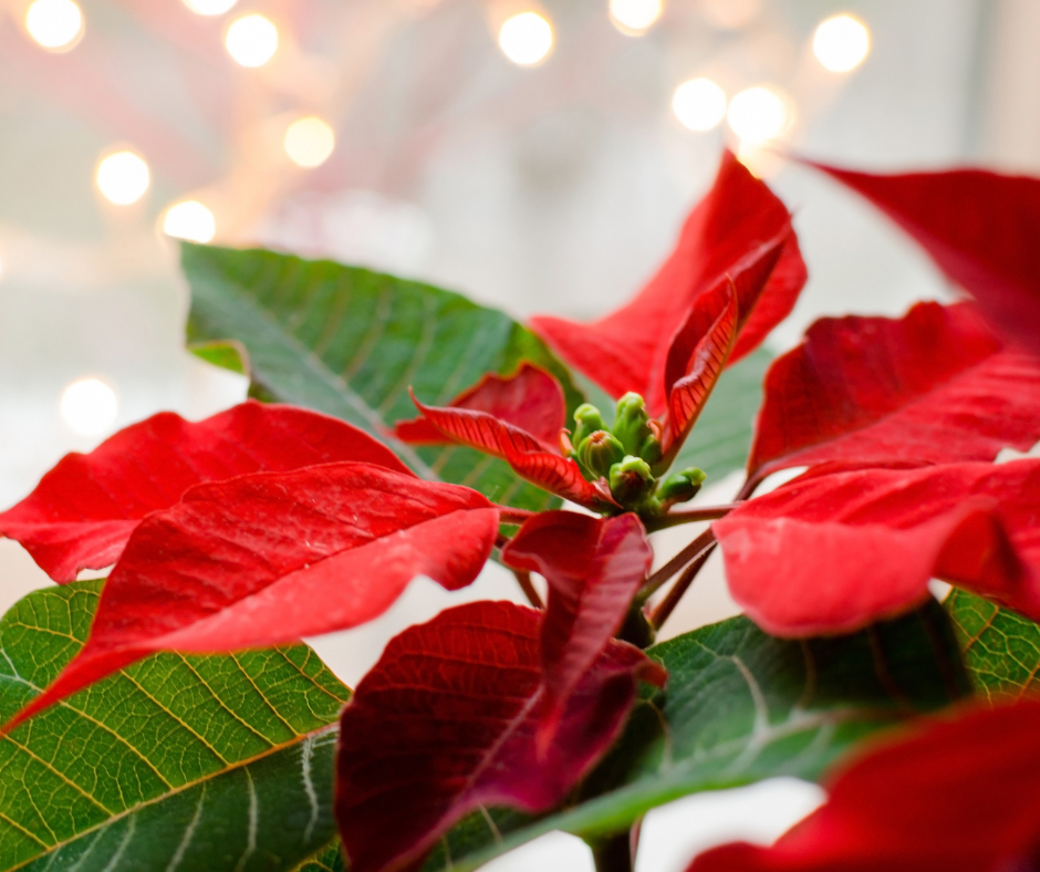 poinsettias